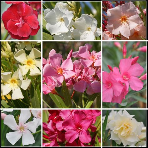 Variétés de laurier rose : fleurs simples, doubles, et couleurs variées