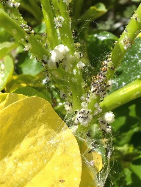 Identification des ravageurs du laurier rose : pucerons, cochenilles, araignées rouges