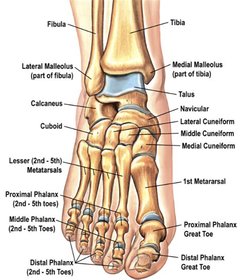 orthopedic foot diagram