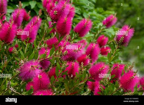 Callistemon viminalis Hot Pink flowers