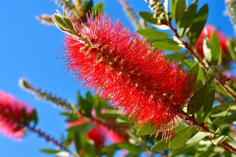 Pollinators on Callistemon flowers