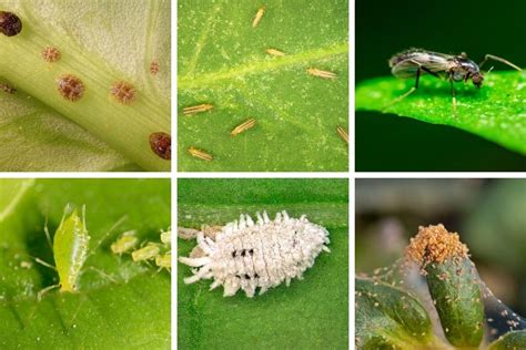 Plant pest identification