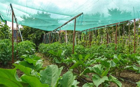 Mise en place d'un voile d'ombrage sur un potager