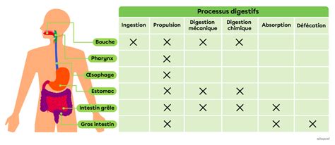 Schéma simplifié illustrant le processus de digestion du lactose et le rôle du gène LCT