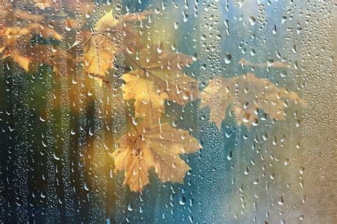 feuillage d'automne et pluie