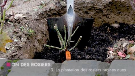 plantation de rosiers à racines nues