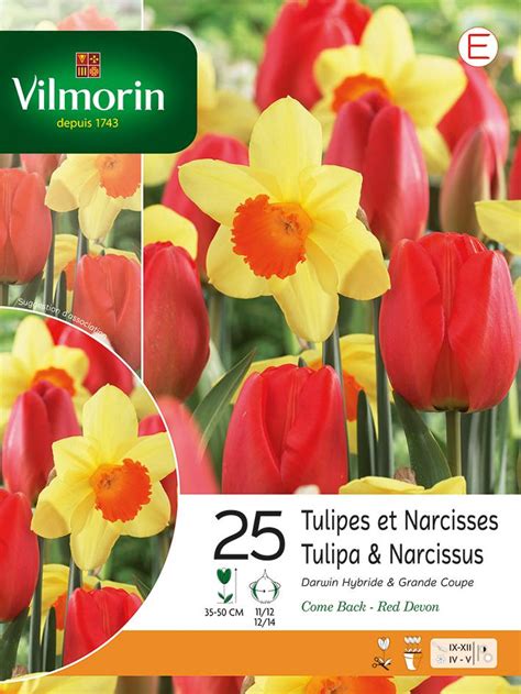 bulbes de tulipes et de narcisses