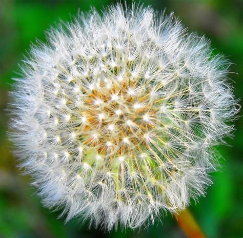 Photographie macro d'un pissenlit en fleur et d'un akène duveteux