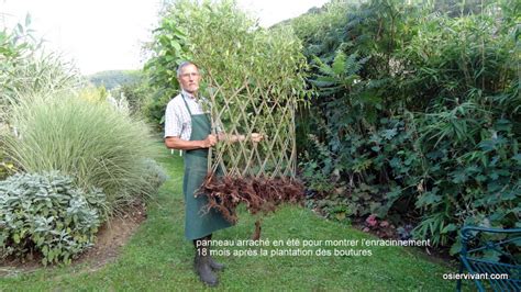 plantation de saules pour l'osier
