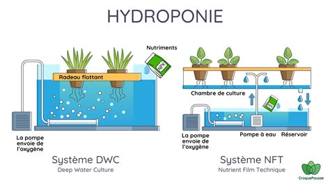 Tableau des quantités précises de nutriments pour l'hydroponie en phases végétative et de floraison