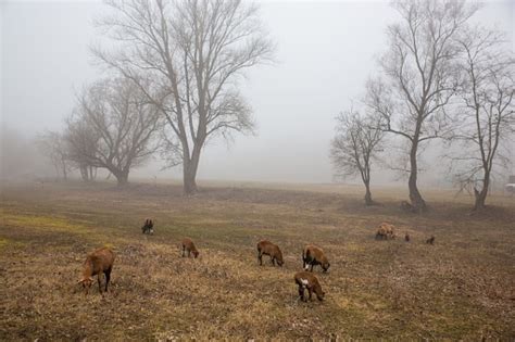Chèvres broutant dans un sous-bois dense
