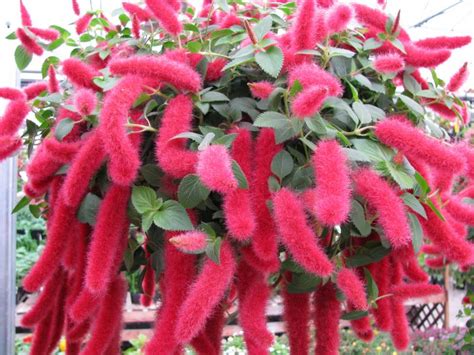 Acalypha pendula en fleurs