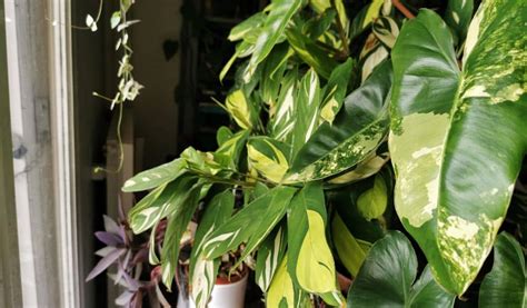 Fenêtre orientée sud ou ouest pour plante tropicale