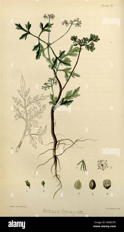Illustration botanique de l'Aethusa cynapium mettant en évidence les feuilles découpées et les ombelles caractéristiques