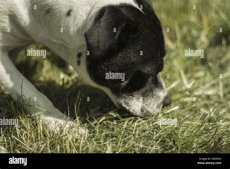 Un chien reniflant de l'herbe fraîchement traitée