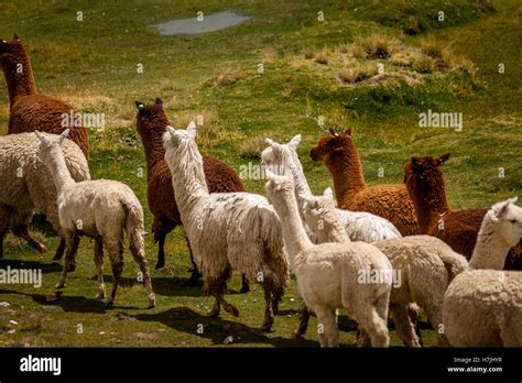 Diagramme comparatif des alpagas Huacaya et Suri