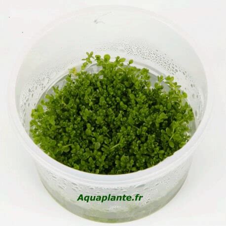 différentes plantes gazonnantes pour aquarium