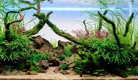 exemple d'aquascaping avec une pelouse