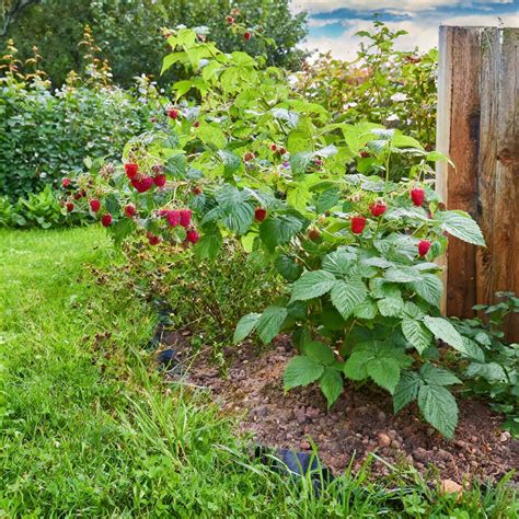 Potager bordé de framboisiers