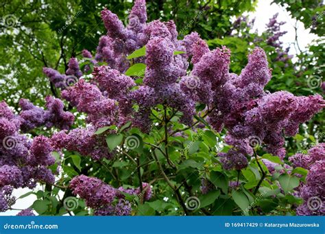 Arbuste de Lilas en pleine floraison