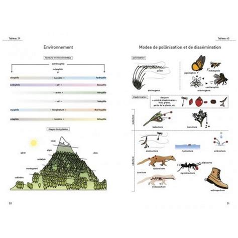 Glossaire illustré du bonsaï