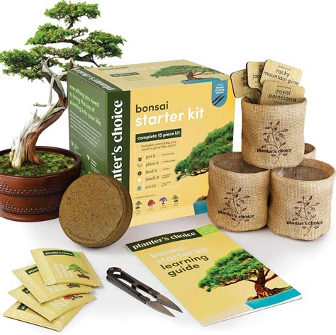Kit de démarrage bonsaï