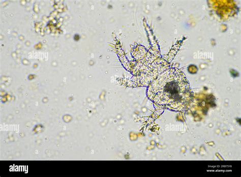 Micro-organismes du sol sous microscope