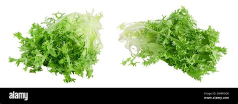 Champ de chicorée avec des feuilles vertes luxuriantes