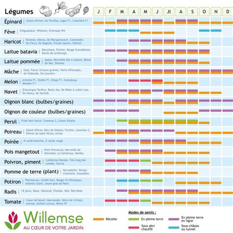 Calendrier de semis et récolte de la chicorée