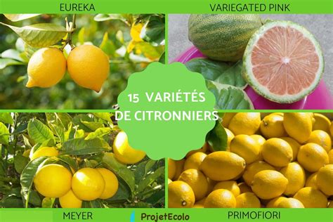 Infographie présentant différentes variétés de citronniers et leurs caractéristiques