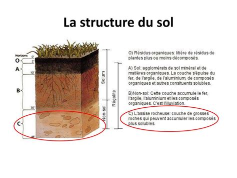 Schéma de la structure du sol et de l'enracinement du maïs
