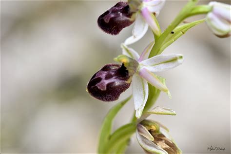 Détail macro d'une orchidée sauvage indigène de la région Centre