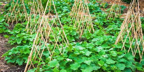 Diversité des formes de tuteurs de jardin (spirale, droit, tipi, échelle)