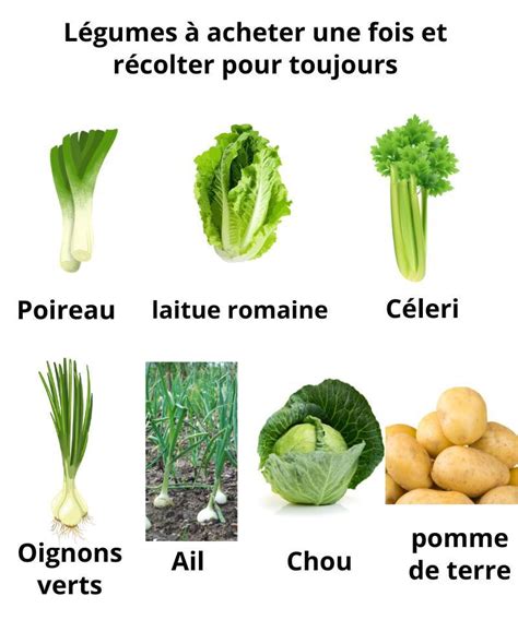 Planche d'infographie montrant différents légumes (ail, oignon, laitue, céleri) avec des flèches illustrant comment les faire repousser à partir de leurs restes