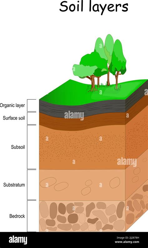 Diagramme des couches de sol pour la plantation d'alstroemeria