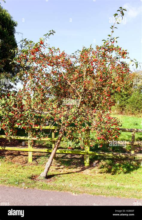 Pommier croulant sous le poids des fruits