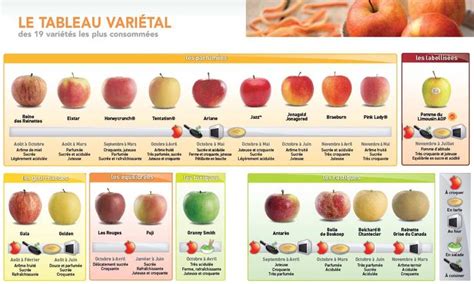 Infographie expliquant le test à l'iode pour la maturité des pommes