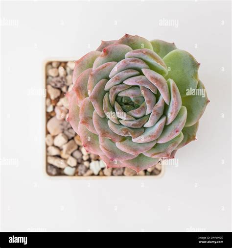 Rosette d'Echeveria