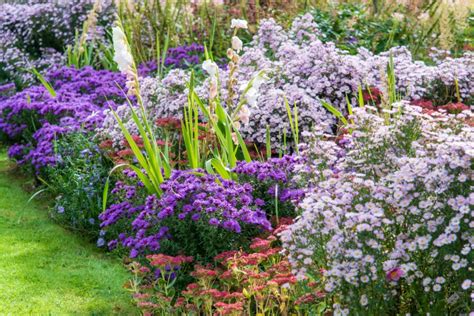 Massif d'Asters d'automne