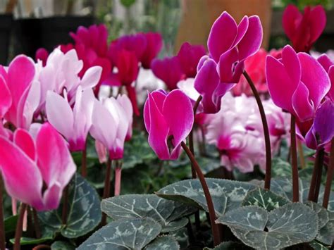 Fleurs de Cyclamen