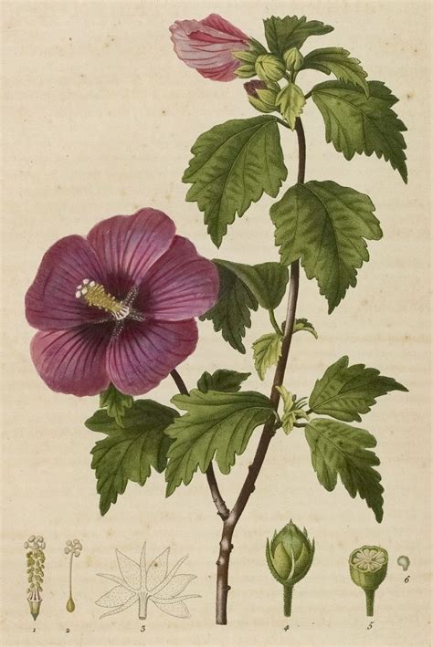 Illustration botanique de l'Hibiscus sabdariffa