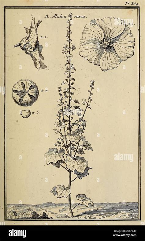 Illustrations historiques de plantes du genre Malva et Ketmia
