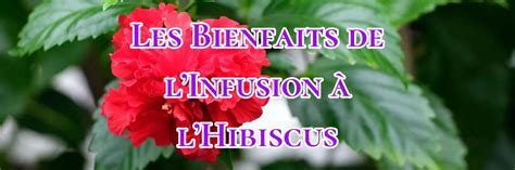 Infographie sur les bienfaits de l'hibiscus