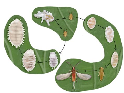 Infographie expliquant le cycle de vie des cochenilles et les points d'intervention des insecticides systémiques