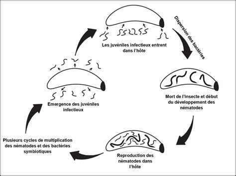 Diagramme illustrant le cycle de vie des nématodes entomopathogènes et leur action contre les insectes