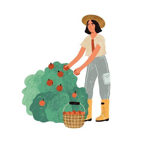 Illustration d'une personne cueillant des fruits en hauteur avec une échelle fruitière
