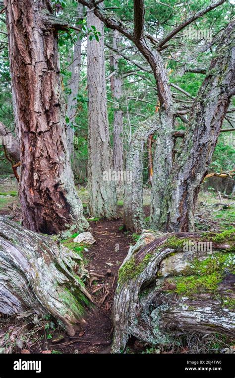 Schéma comparatif entre un Kabudachi (un seul arbre, multiples troncs) et une forêt (plusieurs arbres)