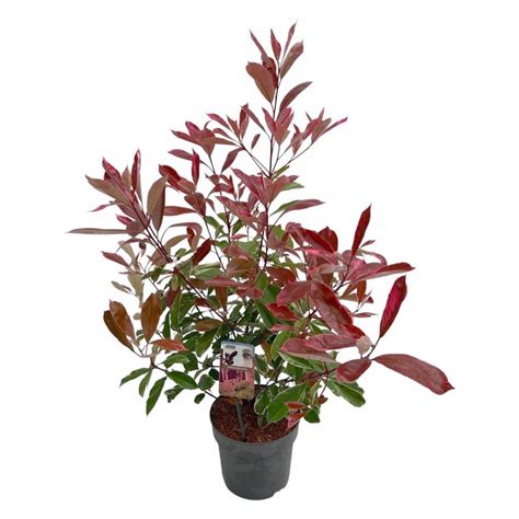 Photinia Pink Marble Cassini en gros plan