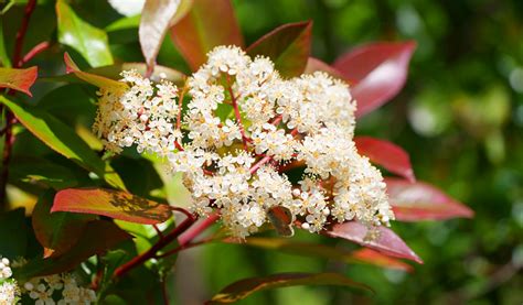 Fleurs de Photinia en panicules