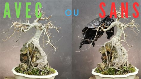 Schéma de régénération d'un bonsaï après une taille sévère suite à un gel, montrant le retrait des branches mortes